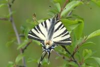 Iphiclides podalirius