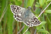 Pyrgus malvae