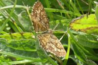 Ematurga atomaria