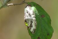 Epirrhoe alternata