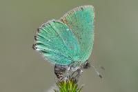 Callophrys rubi