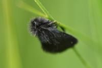 Epichnopterix plumella/sieboldii