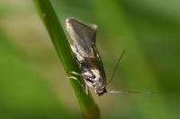 Glyphipterix fuscoviridella