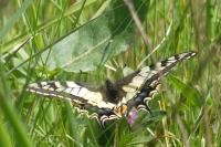 Papilio machaon