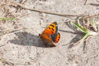 Lycaena phlaeas