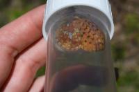 Boloria euphrosyne