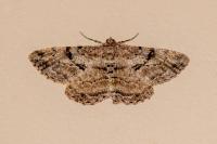 Peribatodes rhomboidaria rhomboidaria