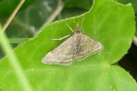 Pyrausta despicata