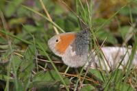 Coenonympha pamphilus