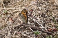 Lasiommata megera