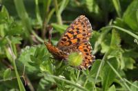 Boloria dia