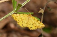 Pseudopanthera macularia
