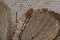 Aplocera plagiata