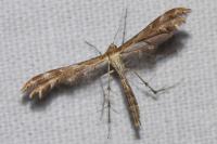 Oxyptilus