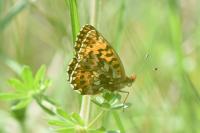 Boloria dia