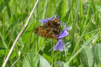 Boloria dia