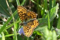 Boloria dia