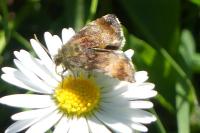 Panemeria tenebrata