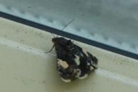 Tyta luctuosa