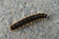 Eriogaster catax