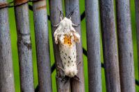 Spilosoma lubricipeda