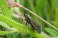 Glyphipterix fuscoviridella