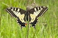 Papilio machaon
