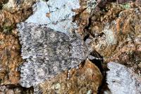 Acronicta megacephala