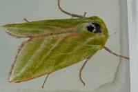 Pseudoips prasinanus