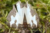 Lomaspilis marginata