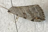 Aplocera plagiata