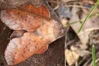 Phyllodesma tremulifolia