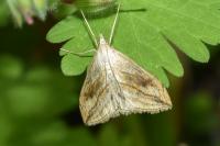 Evergestis forficalis