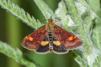 Pyrausta aurata