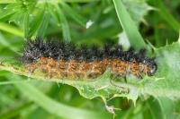 Melitaea phoebe