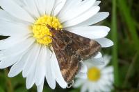 Pyrausta despicata