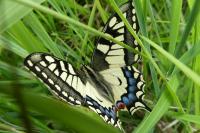 Papilio machaon