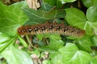 Lasiocampa quercus