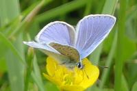 Polyommatus icarus