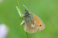 Coenonympha pamphilus