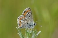 Aricia agestis
