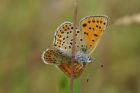 Lycaena tityrus