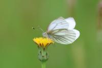 Pieris napi