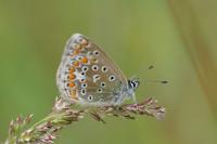 Polyommatus icarus