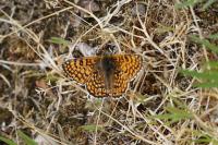 Melitaea cinxia