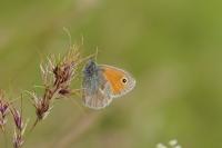 Coenonympha pamphilus