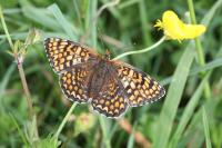 Melitaea phoebe