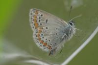 Aricia agestis