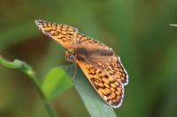 Melitaea cinxia