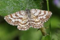 Ematurga atomaria